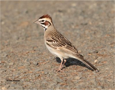 Lark Sparrow