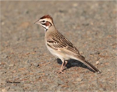  Lark Sparrow 