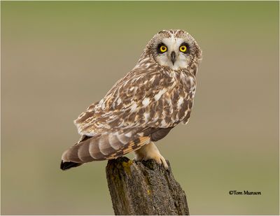   Short-eared Owl 