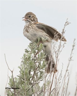  Vesper Sparrow 