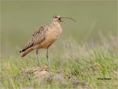  Long-billed Curlew 