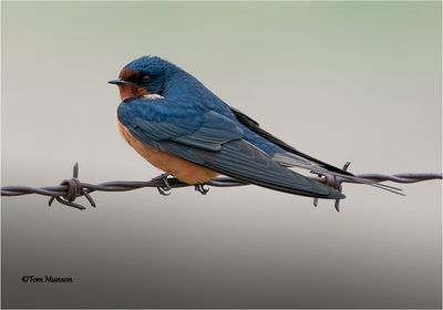  Barn Swallow 