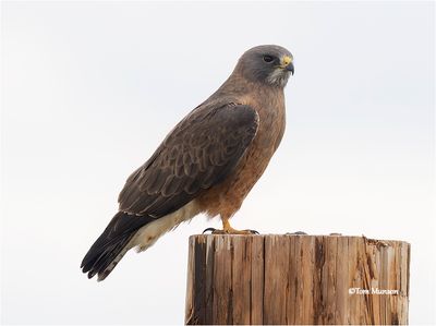  Swainson's Hawk 