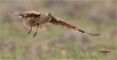  Long-billed Curlew 