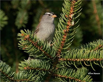  White-crowned Sparrow 