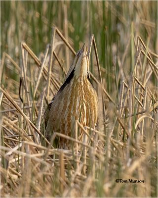  American Bittern 