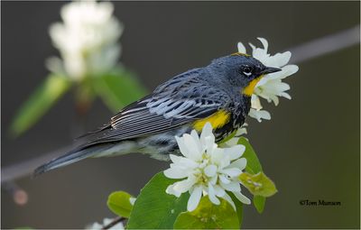 Yellow-rumped Warbler
