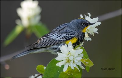  Yellow-rumped Warbler 