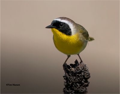  Common Yellowthroat 