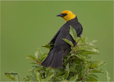  Yellow-headed Blackbird 