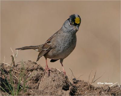  Golden-crowned Sparrow 