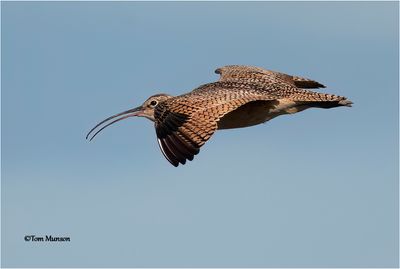  Long-billed Curlew 