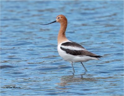  American Avocet