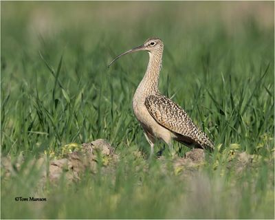  Long-billed Curlew 