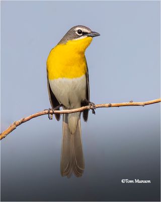  Yellow-breasted Chat 