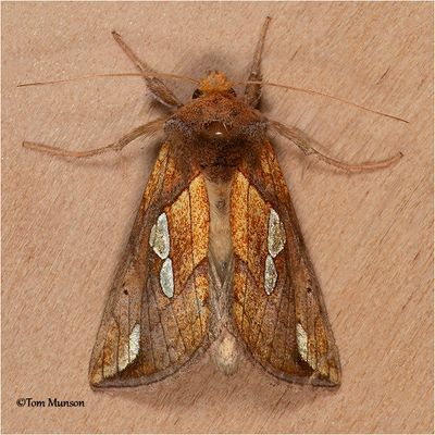 Plusia putnami