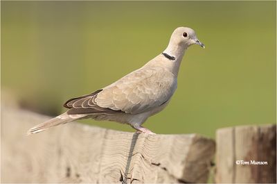  Eurasian collared Dove 