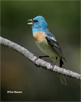  Lazuli Bunting 