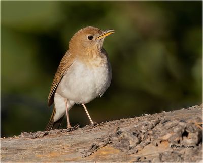  Veery 