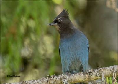  Steller's Jay 