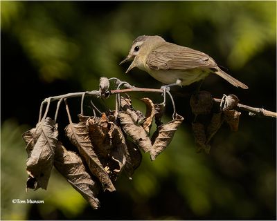 Warbling Vireo