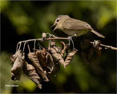  Warbling Vireo