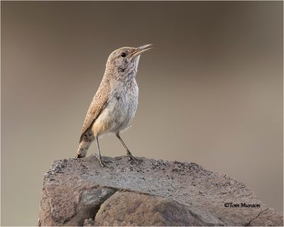  Rock Wren 