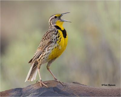  Western Meadowlark 