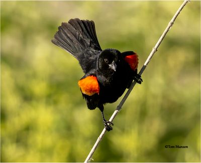  Red-winged Blackbird 