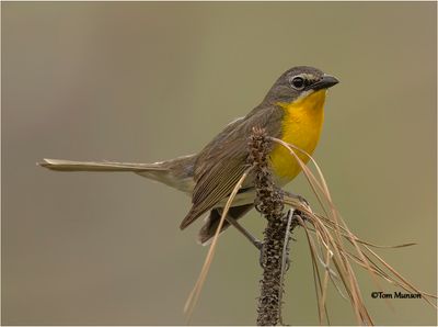  Yellow-breasted Chat 