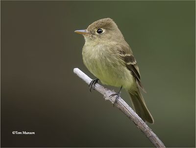 Western Flycatcher 