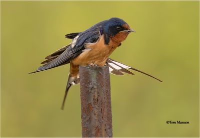  Barn Swallow 