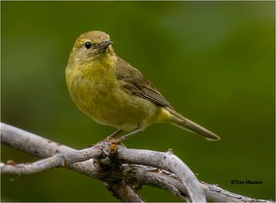  Orange-crowned Warbler 