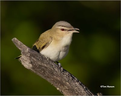  Red-eyed Vireo 