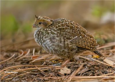 California Quail-chick