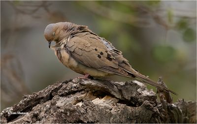  Mourning Dove 