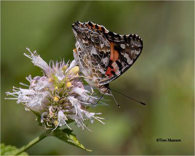  Painted Lady 