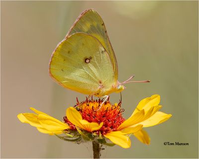 clouded sulphur