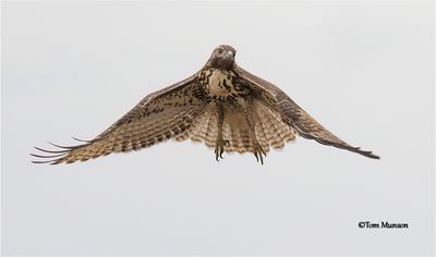  Red-tailed Hawk 