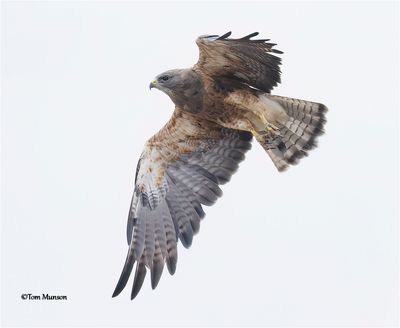  Swanson's Hawk 