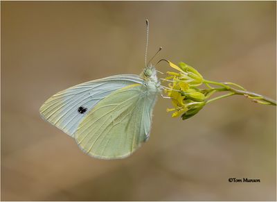   Cabbage White 