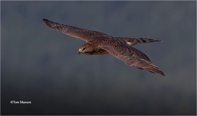  Cooper's Hawk 