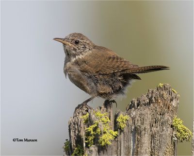  House Wren 