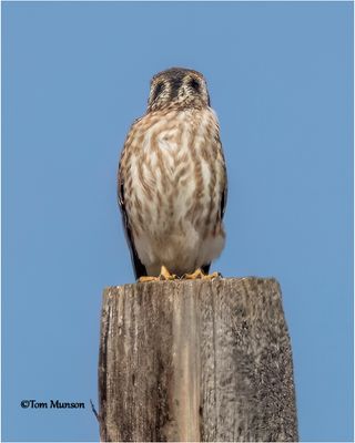 American Kestrel-with false eyes