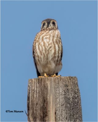  American Kestrel-with false eyes