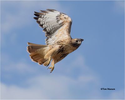  Red-tailed Hawk 