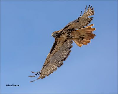  Red-tailed Hawk 