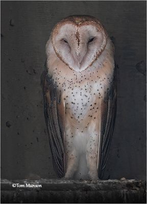  Barn Owl 