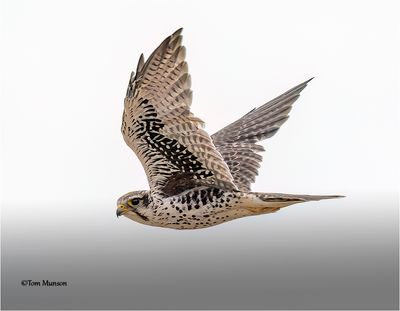  Prairie Falcon 