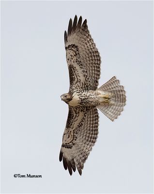 Red-tailed Hawk